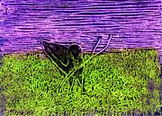 American crow: sgraffito oil pastel