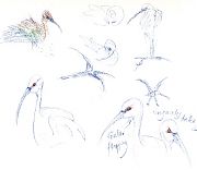 White-faced ibis, colored pencil on  hot press