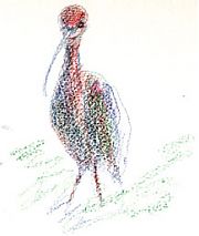 White-faced ibis, colored pencil on watercolor hot press