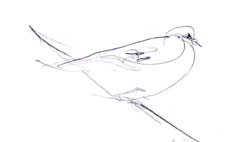 Mourning dove, graphite Mourning dove, graphite