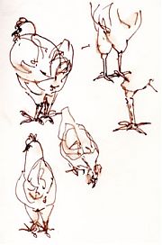 White longhorn chickens, pen and ink
