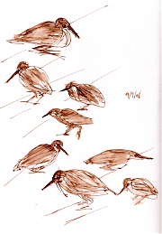 Green-backed heron, pen and ink