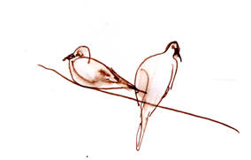 mourning doves, pen and ink