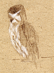 Prairie falcon, prismacolor