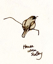 House wren scolding, pen and wash