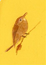 house wren, carbothello on Fabriano artistico