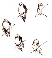 White-tailed kite, perched -- pen and ink