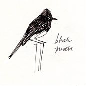 Black phoebe, pen and ink