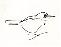 MacGillivray's warbler, pen and ink