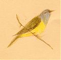 MacGillivray's warbler, prismacolor on Canson mi-teintes