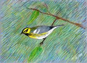 Townsend's warbler, Derwent Coloursoft on Pastelbord