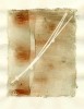 gray pine first print