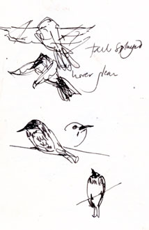 Western wood-peewee, pen and ink