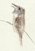 house wren, prismacolor on Fabriano artistico