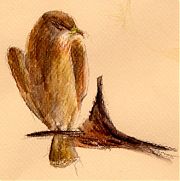 Swainson's hawk: Derwent inktense on Canson Mi-Teintes