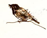 Black-throated gray warbler, pen and ink