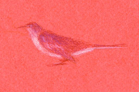 Northern Mockingbird: Derwent coloursoft on paper