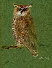 great-horned owl, derwent coloursoft on fabriano artistico