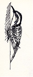 Nuttall's woodpecker, pen and ink