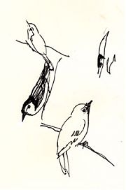 Birds at lunchtime -- pen and ink