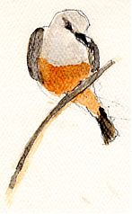 Say's phoebe, watercolor on sundance felt