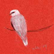 White-tailed kite, perched -- derwent coloursoft on Fabriano artistico