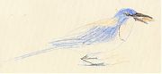 Western scrub-jay with acorn, Derwent coloursoft on Fabriano artistico