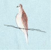 Mourning dove, Derwent coloursoft on Fabriano artistico