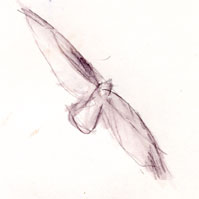 Red-tailed hawk, Derwent Inktense