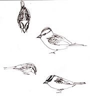 white-crowned sparrow, pen and ink