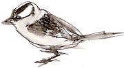 white-crowned sparrow, pen and ink