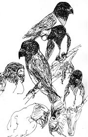 Senegal Parrot, pen and ink