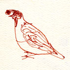 California quail, pen and ink