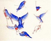 Western bluebird, ink and wash