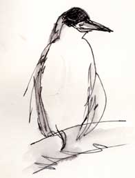 Black-crowned Night-heron, pen and ink