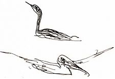 Cormorant and pelican, pen and ink