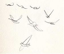 American crows in the wind -- graphite on paper