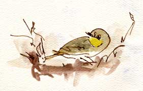 Audubon's yellowrump, pen and wash
