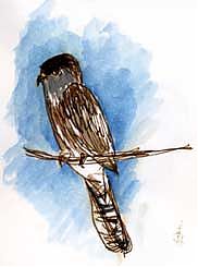 Cooper's hawk, pen and wash