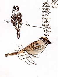 Golden-crowned sparrow, pen and wash