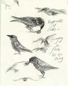 American crows, prismacolor on Fabriano artistico