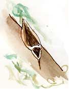 Red-breasted nuthatch, pen and wash