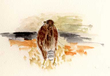 Cooper's hawk, watercolor
