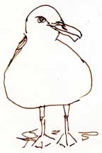 Western gull, pen and ink