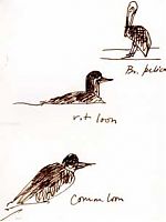 loons and brown pelican: pen and ink