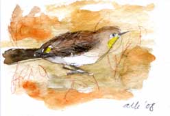Yellow-rumped warbler, watercolor
