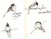 white-throated sparrow, cardinal, black-capped chickadee: pen and ink