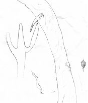 Simon's pencil drawing: armadillo, rattlesnake, peregrine