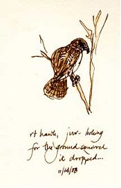 juvenile red-tailed hawk, pen and ink