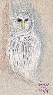 barred owl, prismacolor on canson mi-teintes